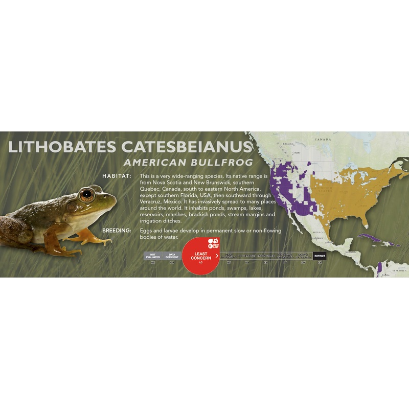American Bullfrog (Lithobates catesbeianus) – Classic Vivarium Label