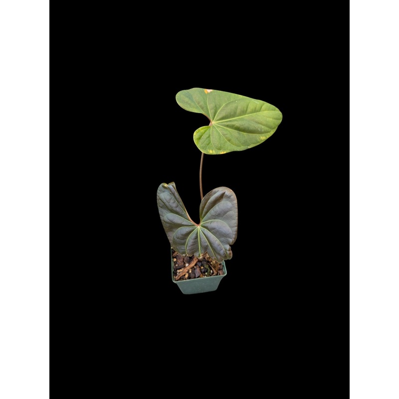 Anthurium No ID #1