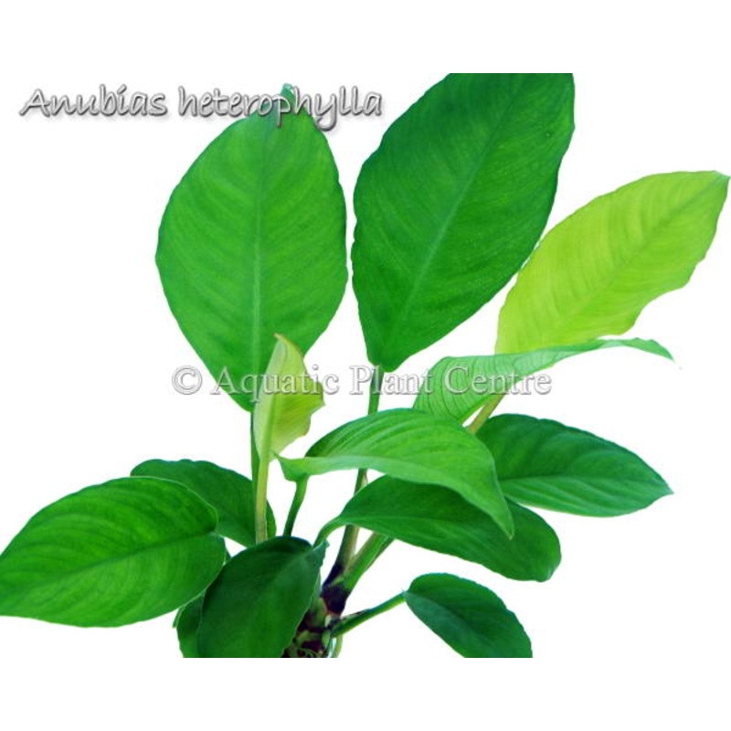 Anubias heterophylla (LARGE!)