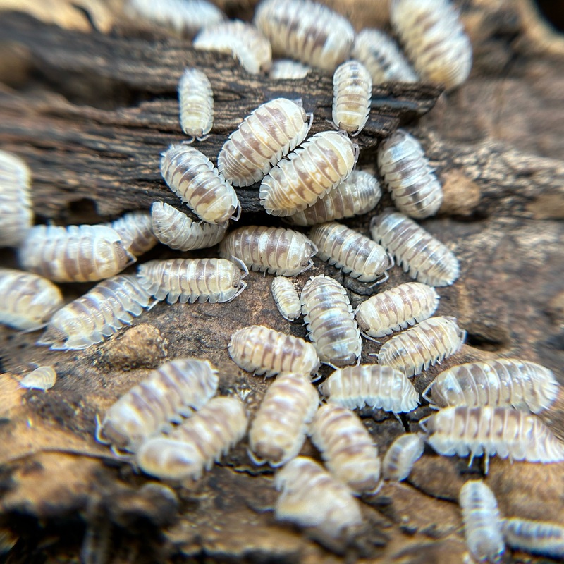Armadillidium espanyoli (marbleized)