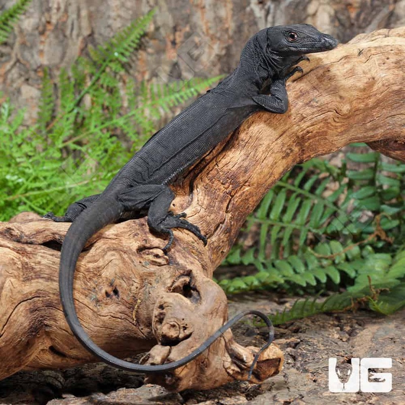 Baby Black Dragon Monitors For Sale