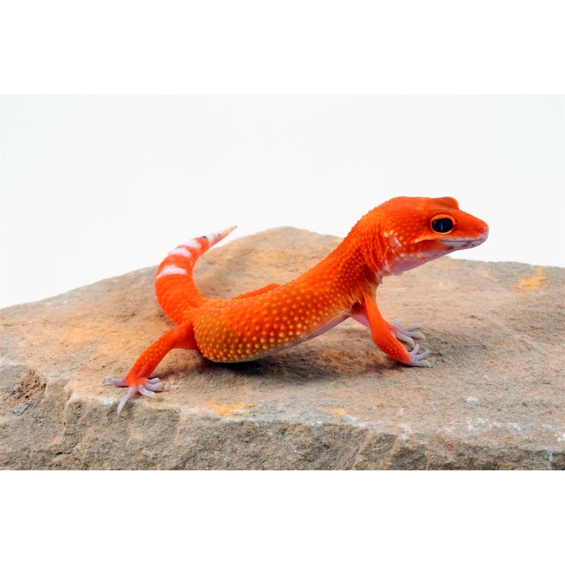 Blood Hypo Tangerine Leopard Gecko