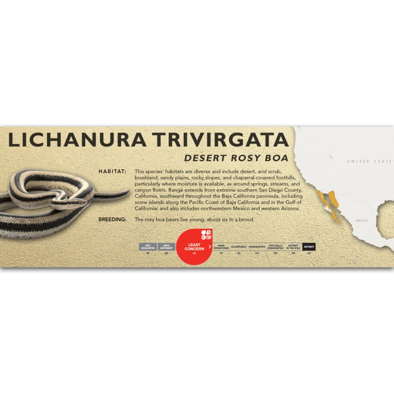 Desert Rosy Boa (Lichanura trivirgata) Classic Vivarium Label