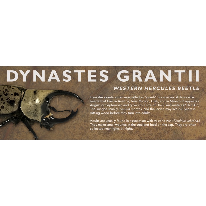 Dynastes grantii (Western Hercules Beetle) – Beetle Label Standard Size 7″ x 2.5″ 1