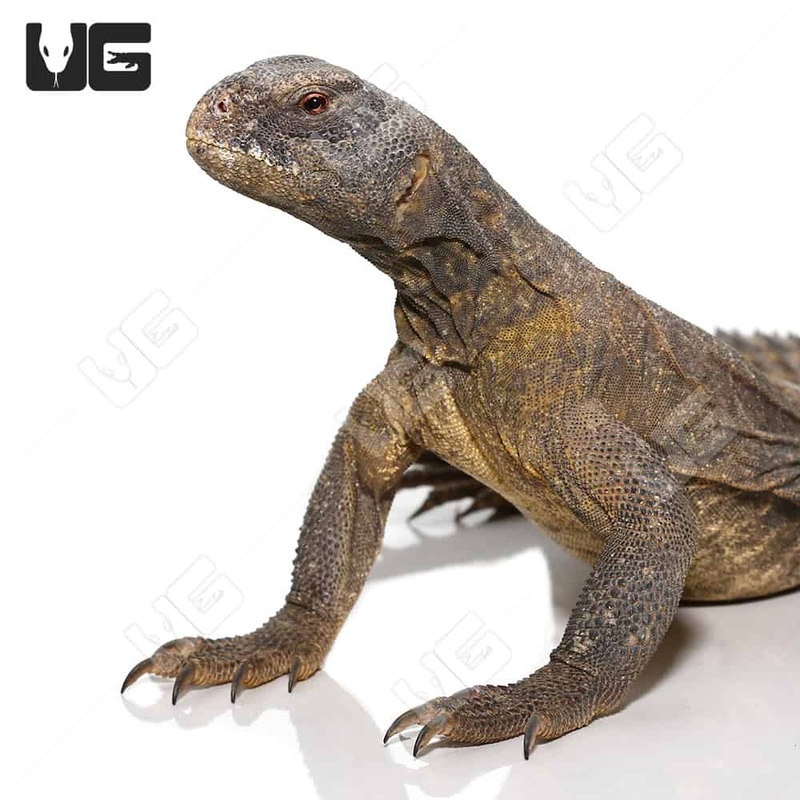 Egyptian Uromastyx for sale