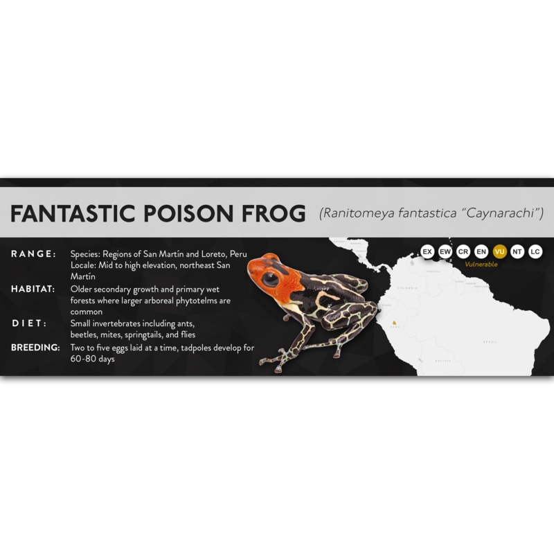 Fantastic Poison Frog (Ranitomeya fantastica) – X Label Cayanrachi Laminated Paper