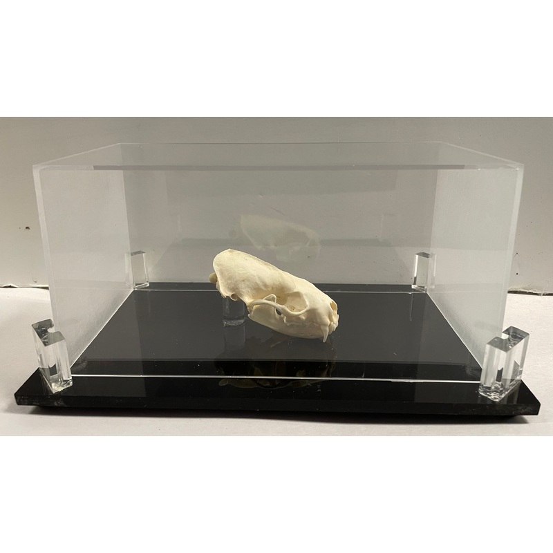 Least Weasel Skull