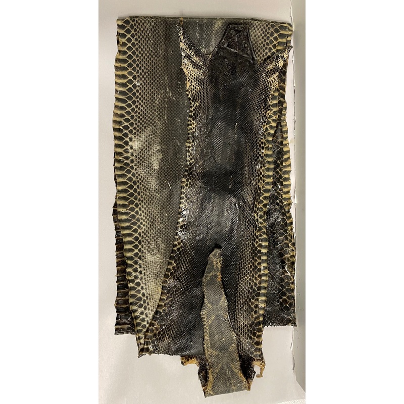 Melanistic Boa Constrictor – Prepared Skin