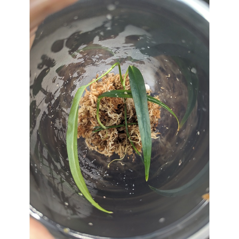 Philodendron Chinchamayense – narrow leaf form tub