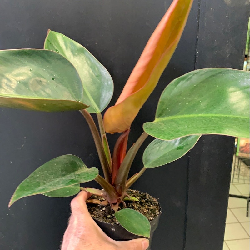 Philodendron Red Diamond 5″ pot