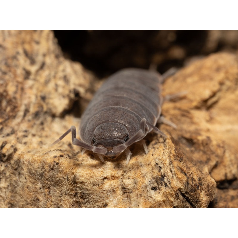 “Powder Blue” Isopods (Porcellionides pruinosus) 10ct