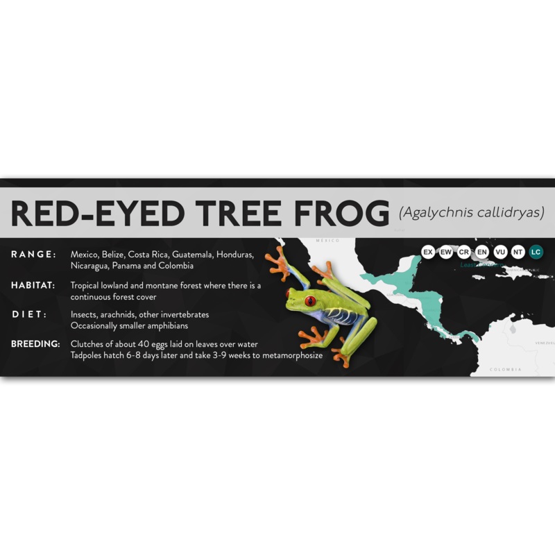 Red-Eyed Tree Frog (Agalychnis callidryas) – X Label Laminated Paper