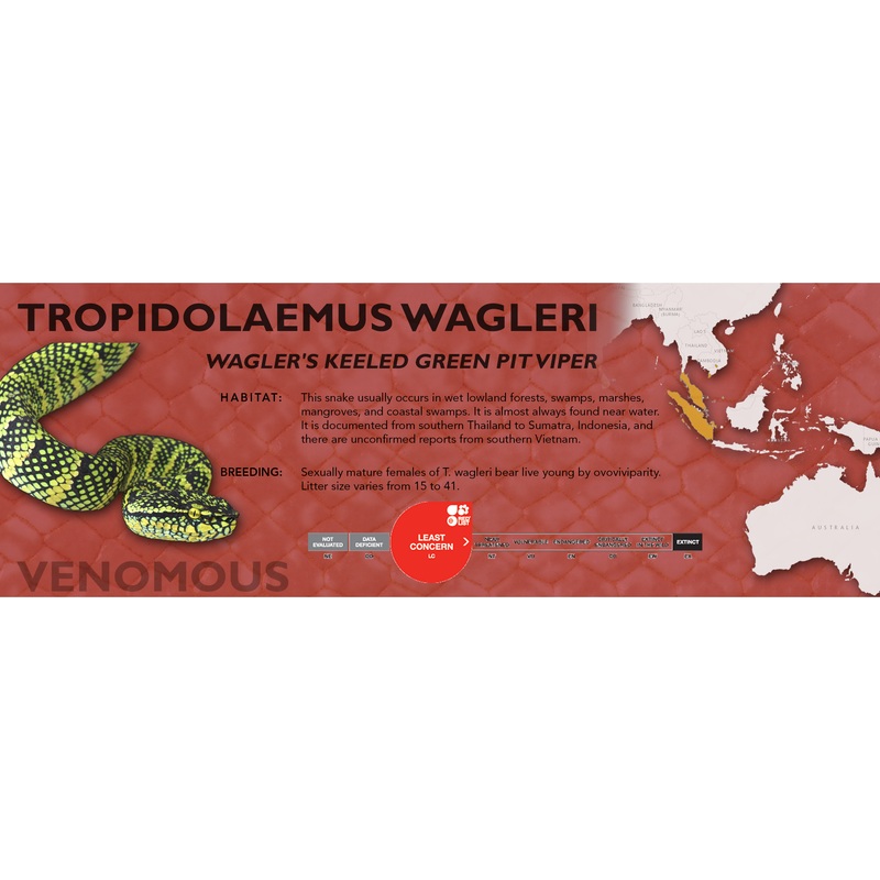 Wagler’s Keeled Green Pit Viper (Tropidolaemus wagleri) Classic Vivarium Label Original