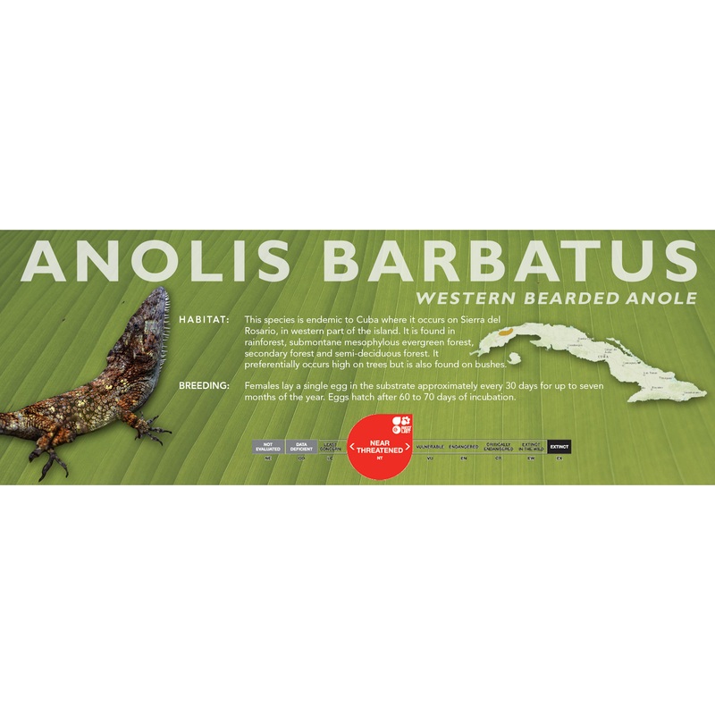 Western Bearded Anole (Anolis barbatus) Classic Vivarium Label