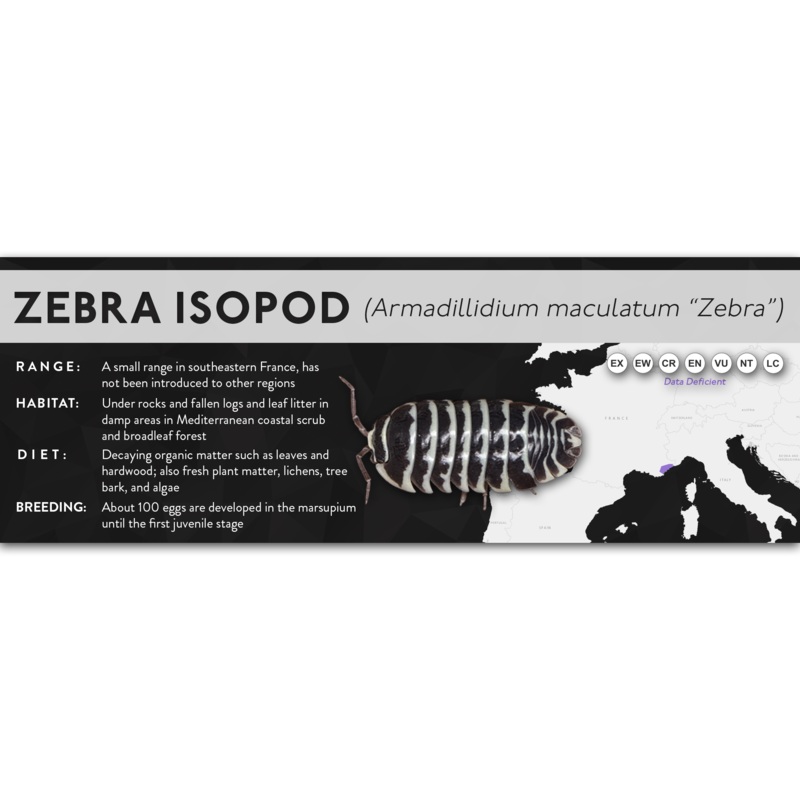 Zebra Isopod (Armadillidium maculatum “Zebra”) – X Label Regular Size (7″ x 2.5″) Laminated Paper