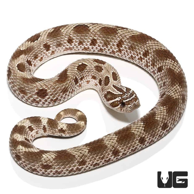 2019 Toffee Anaconda Western Hognose Snakes(Heterodon nasicus) For Sale