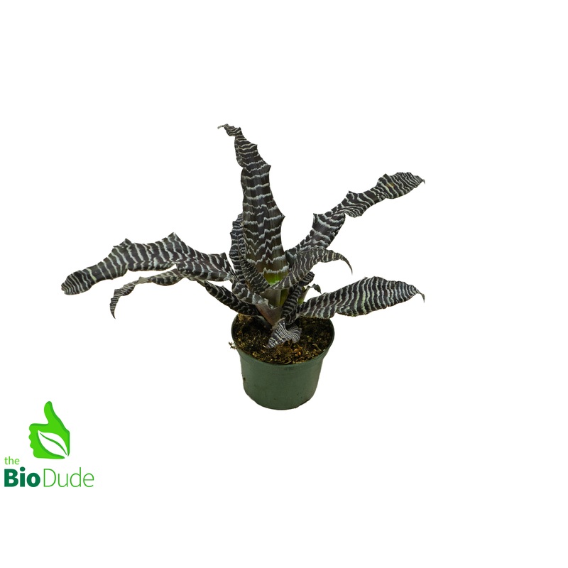 5″ Pot Cryptanthus Zebra