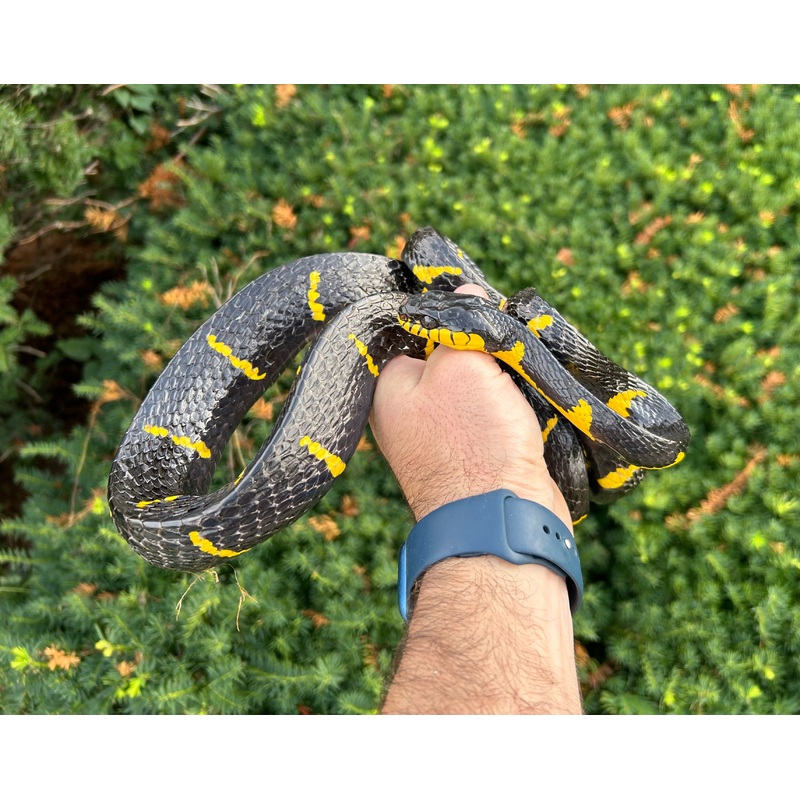 Adult Malaysian Mangrove Snake (Male 2)