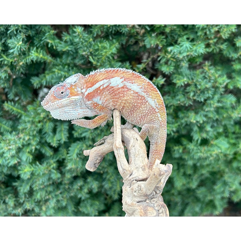Adult Tamatave Panther Chameleon (Male)