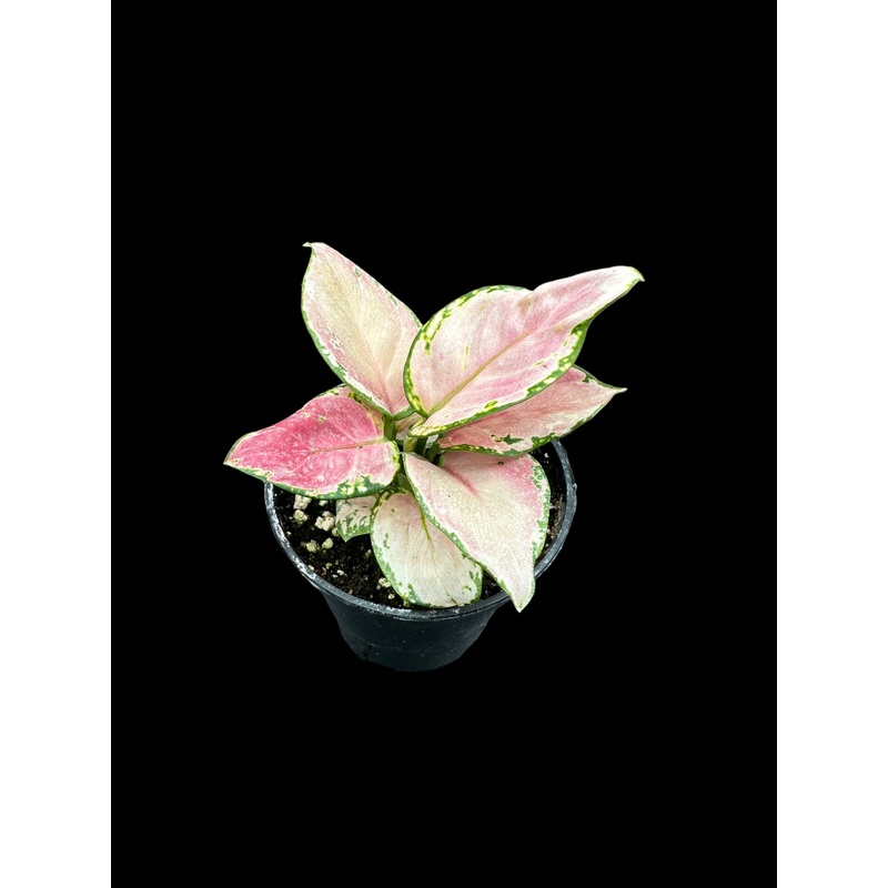 Aglaonema Geely Red 4″ pot