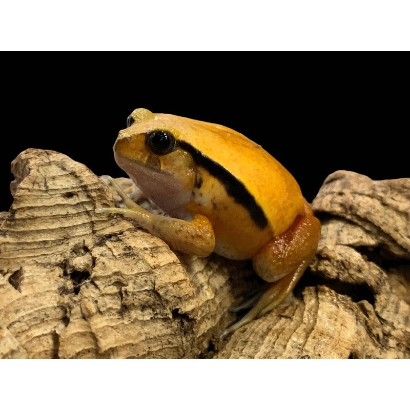 Antsouhy Tomato Frog