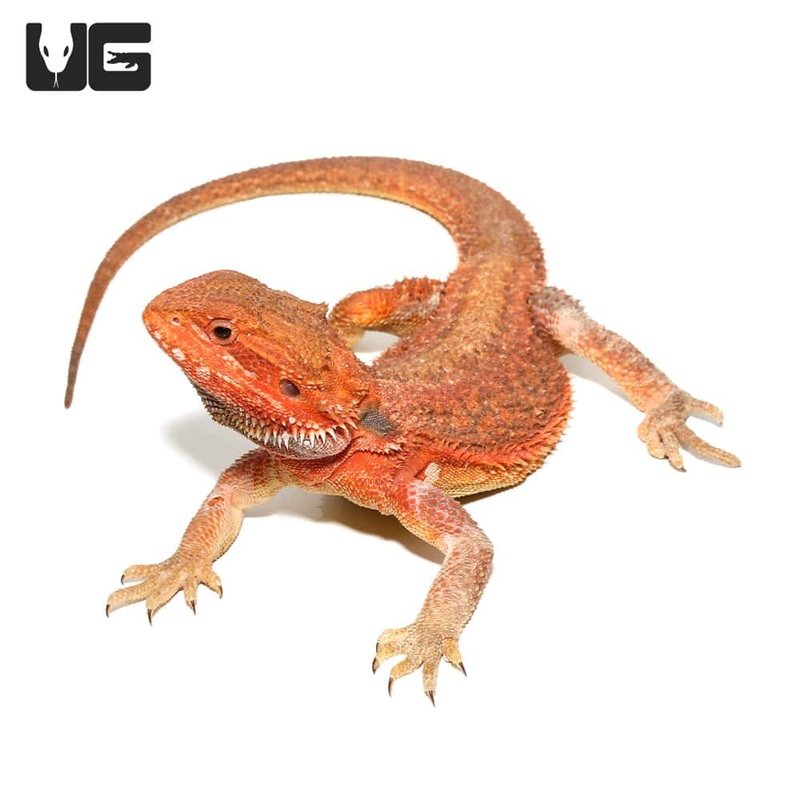 Baby Inferno Dunner Bearded Dragons for sale