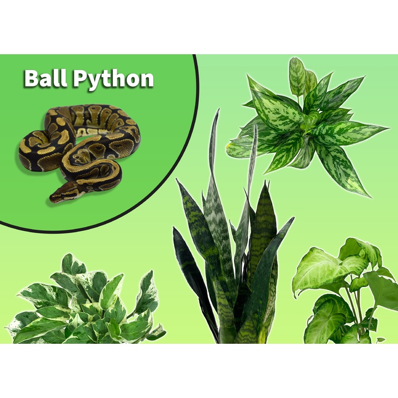 Ball Python Starter Plant Pack