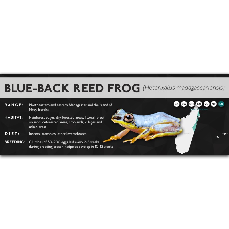 Blue-Back Reed Frog (Heterixalus madagascariensis) – X Label Laminated Paper