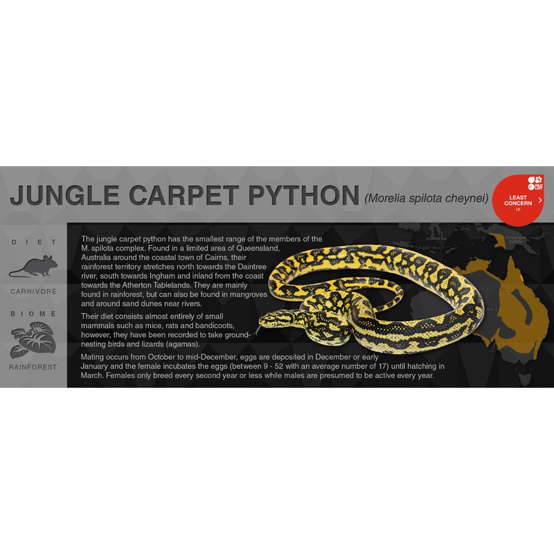 Carpet Python (Morelia spilota) – Black Series Vivarium Label Cheynei (Jungle) Black