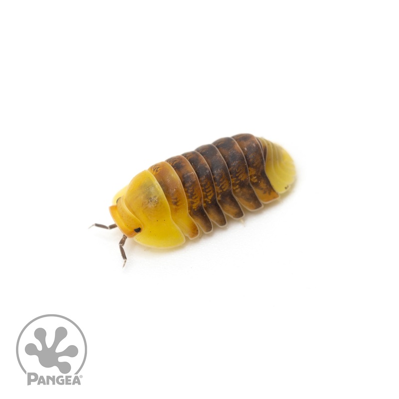 Cubaris sp.  Rubber Ducky Isopods 5 Count