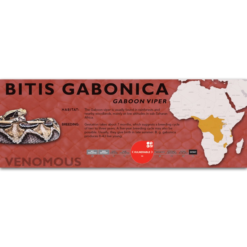Gaboon Viper (Bitis gabonica) Classic Vivarium Label Original