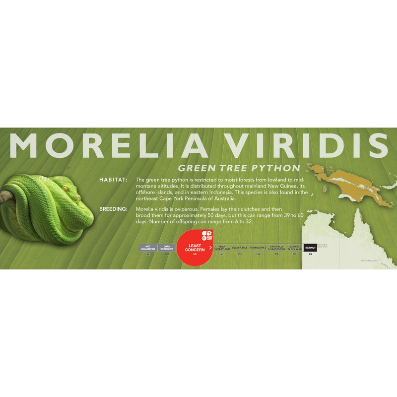 Green Tree Python (Morelia viridis, Morelia azurea) Classic Vivarium Label No Locality