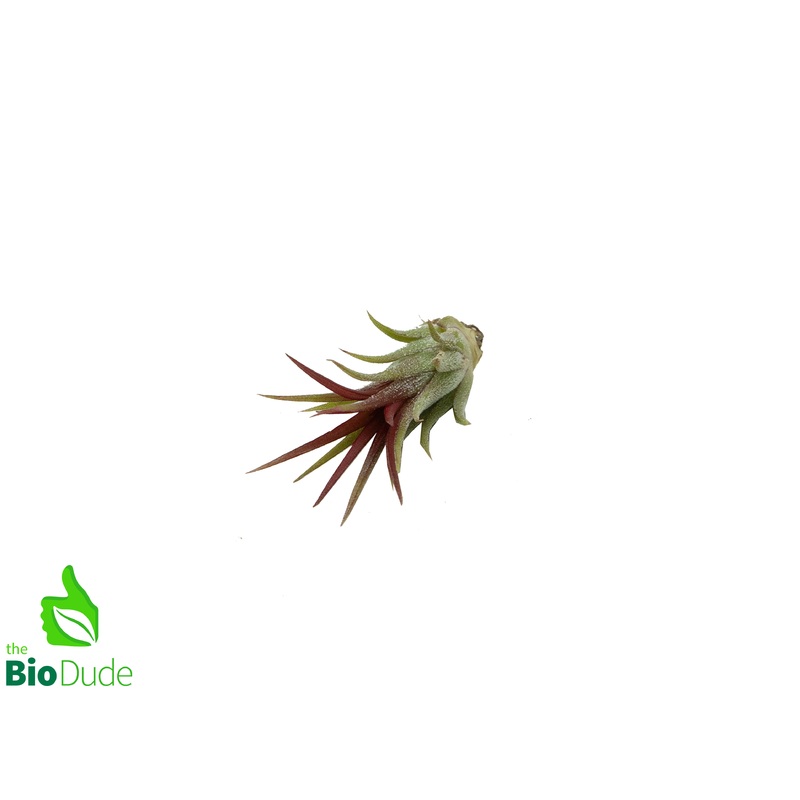 Ionantha Fuego Tillandsia 1-2″