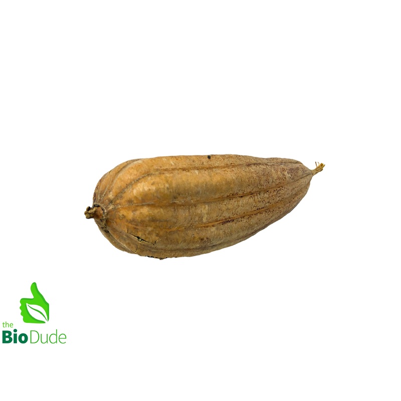Jinga Seed Nut Pod
