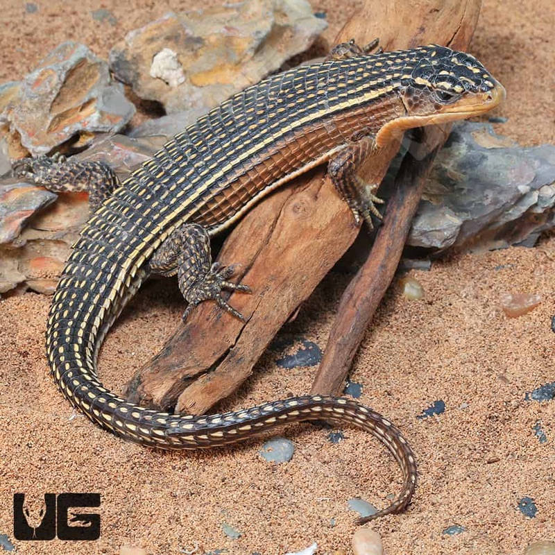 Major Plated Lizards (Pogona vitticeps) For Sale