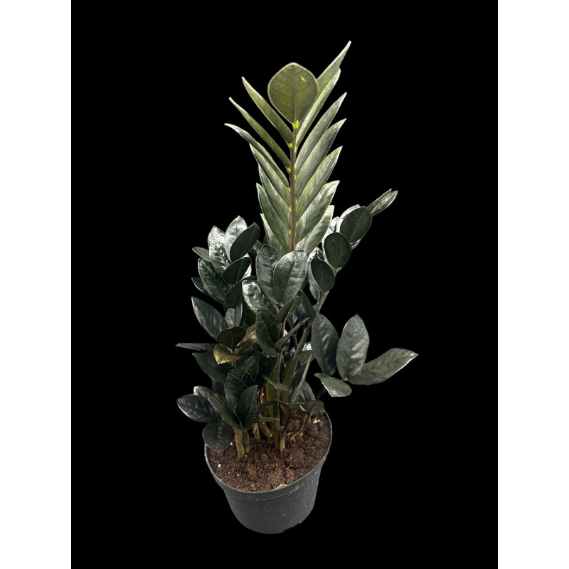 Raven ZZ Plant 3.5″ Pot