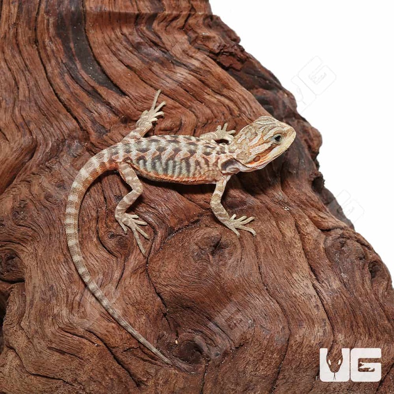 Translucent Leatherback Bearded Dragons For Sale