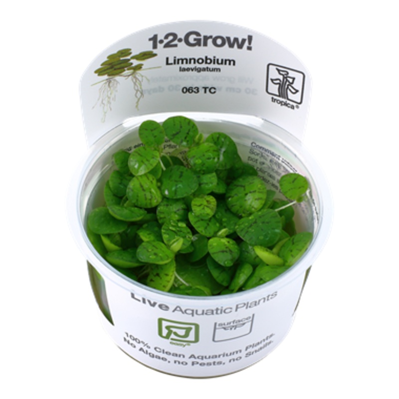 Tropica Limnobium laevigatum 1-2-Grow
