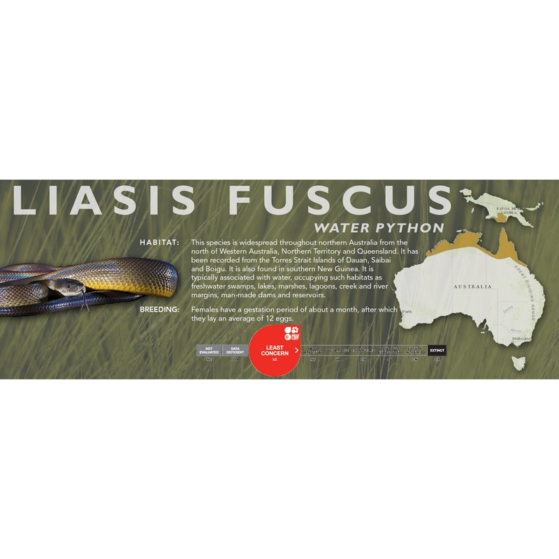 Water Python (Liasis fuscus) Classic Vivarium Label