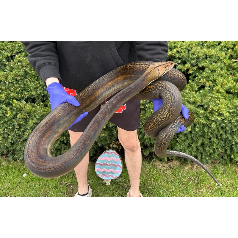 10 Sub-Adult Golden Child Reticulated Python (Female)