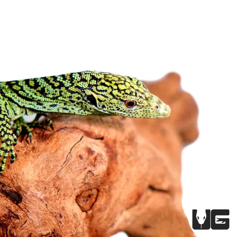 Baby Kordensis Green Tree Monitors For Sale
