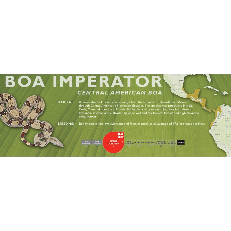 Central American Boa (Boa imperator) Classic Vivarium Label Standard