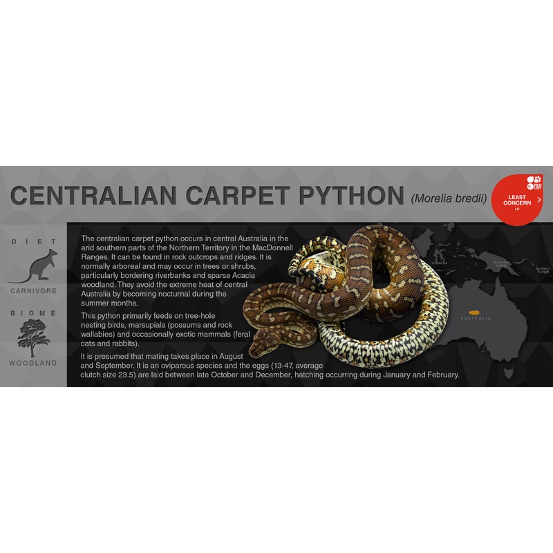 Centralian Carpet Python (Morelia bredli) – Black Series Vivarium Label Black