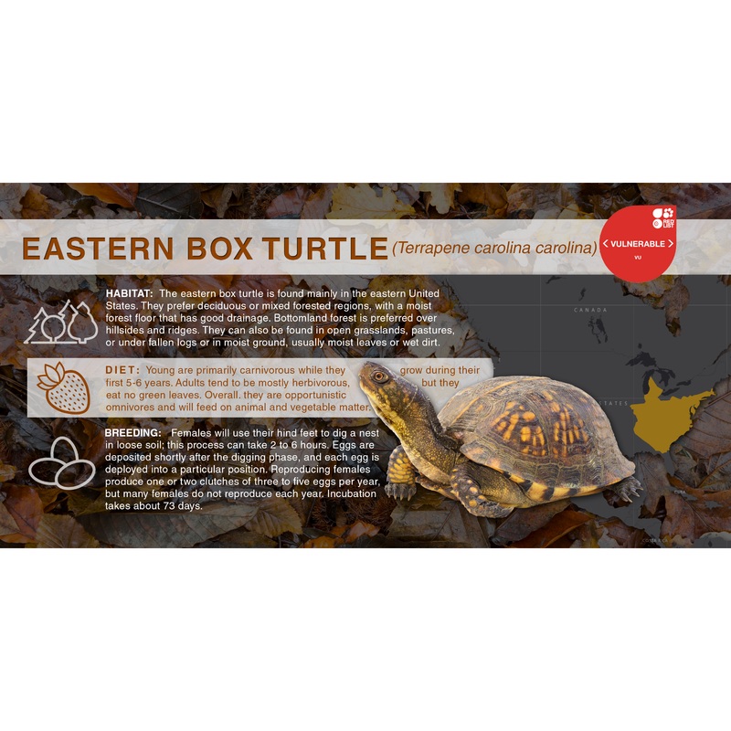 Eastern Box Turtle (Terrapene carolina carolina) – Aluminum Sign No SmartShield