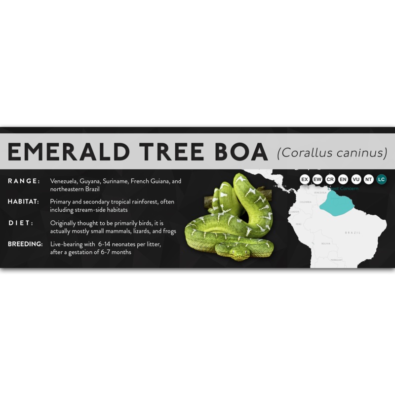 Emerald Tree Boa (Corallus caninus) – X Label Laminated Paper