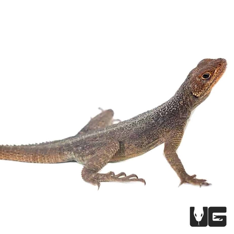 Madagascan Spiny Tail Iguana (Grandidieri) For Sale
