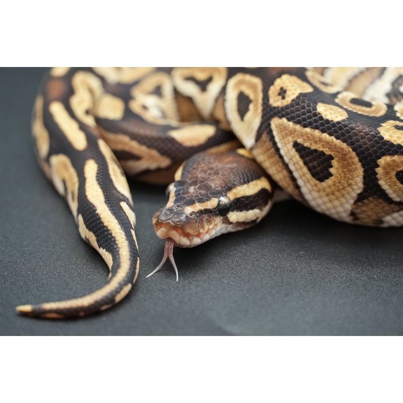 Male Mojave Dinker 24-7-4
