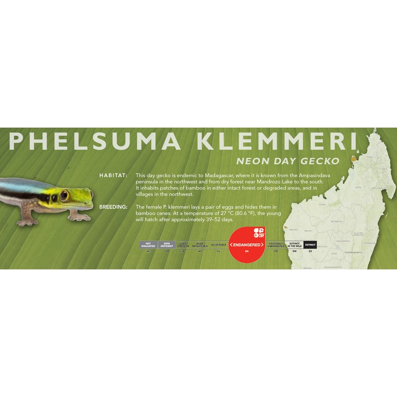 Neon Day Gecko (Phelsuma klemmeri) Classic Vivarium Label 1