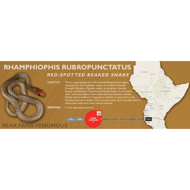 Red-Spotted Beaked Snake (Rhamphiophis rubropunctatus) Classic Vivarium Label