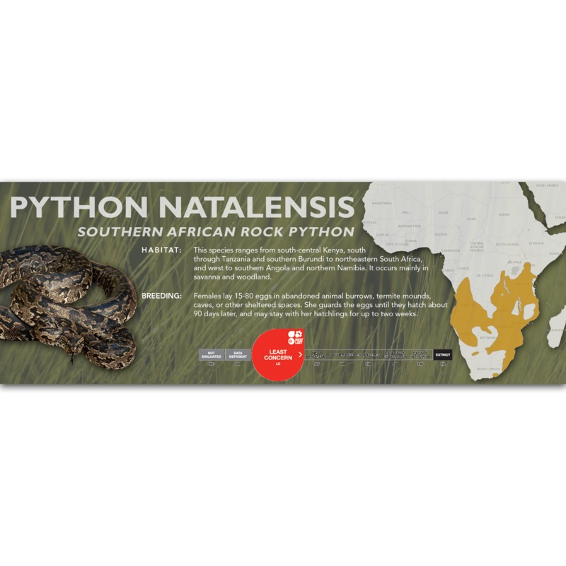 Southern African Rock Python (Python natalensis) Classic Vivarium Label